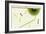 Nature Fan, Green Leaves-Belen Mena-Framed Giclee Print