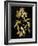 Nature Gold on Black V-Danielle Carson-Framed Art Print