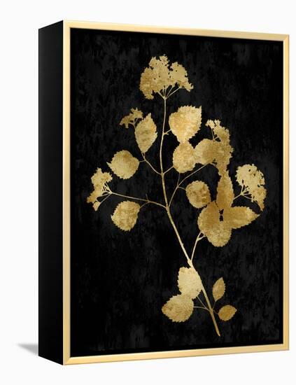 Nature Gold on Black VI-Danielle Carson-Framed Stretched Canvas