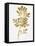 Nature Gold on White II-Danielle Carson-Framed Stretched Canvas