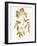 Nature Gold on White V-Danielle Carson-Framed Art Print