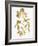 Nature Gold on White V-Danielle Carson-Framed Art Print