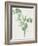 Nature Green III-Danielle Carson-Framed Art Print