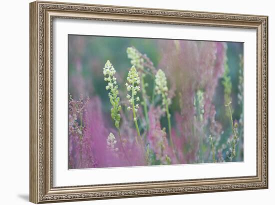 Nature in Bloom-Staffan Widstrand-Framed Giclee Print