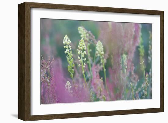 Nature in Bloom-Staffan Widstrand-Framed Giclee Print