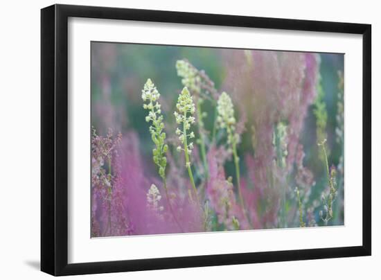 Nature in Bloom-Staffan Widstrand-Framed Giclee Print