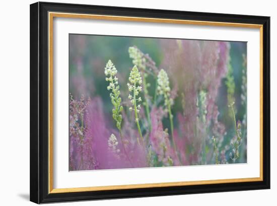 Nature in Bloom-Staffan Widstrand-Framed Giclee Print