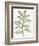 Nature in Sage II-Sue Schlabach-Framed Photographic Print