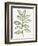 Nature in Sage II-Sue Schlabach-Framed Photographic Print