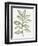 Nature in Sage II-Sue Schlabach-Framed Photographic Print