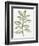 Nature in Sage II-Sue Schlabach-Framed Photographic Print