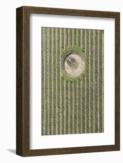 Nature, Landscape, Borgo, Val Sulgana, Aerial Shot, Meadow, Fields, Way, Wine-Growing, Summer-Frank Fleischmann-Framed Photographic Print