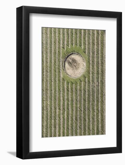 Nature, Landscape, Borgo, Val Sulgana, Aerial Shot, Meadow, Fields, Way, Wine-Growing, Summer-Frank Fleischmann-Framed Photographic Print