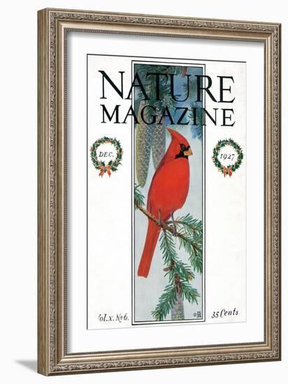 Nature Magazine - View of a Cardinal Perched on a Pine Branch, c.1927-Lantern Press-Framed Art Print