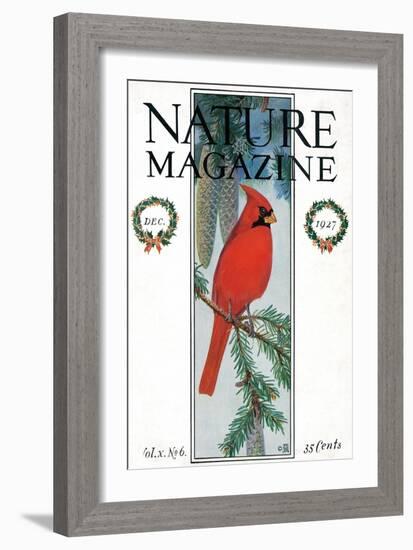 Nature Magazine - View of a Cardinal Perched on a Pine Branch, c.1927-Lantern Press-Framed Art Print