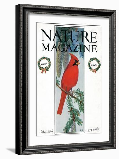 Nature Magazine - View of a Cardinal Perched on a Pine Branch, c.1927-Lantern Press-Framed Art Print