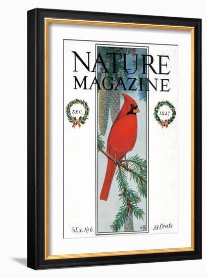 Nature Magazine - View of a Cardinal Perched on a Pine Branch, c.1927-Lantern Press-Framed Art Print