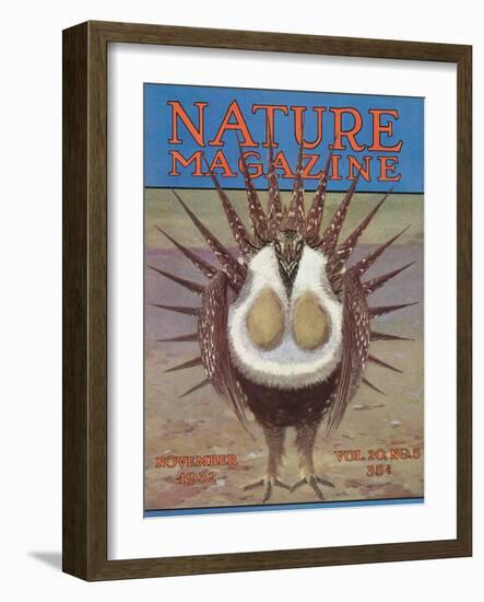 Nature Magazine - View of a Greater Sage-Grouse Bird All Puffed Up, c.1932-Lantern Press-Framed Art Print