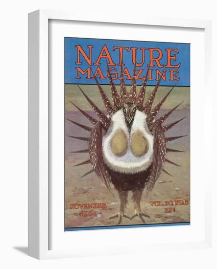 Nature Magazine - View of a Greater Sage-Grouse Bird All Puffed Up, c.1932-Lantern Press-Framed Art Print