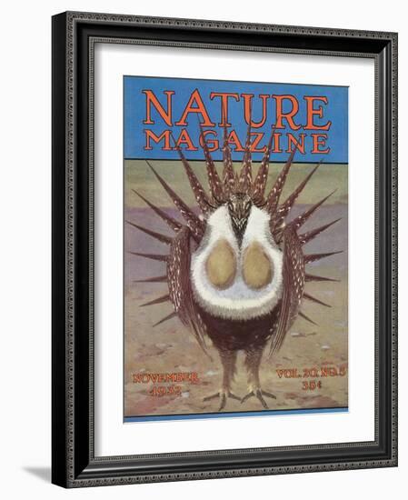 Nature Magazine - View of a Greater Sage-Grouse Bird All Puffed Up, c.1932-Lantern Press-Framed Art Print