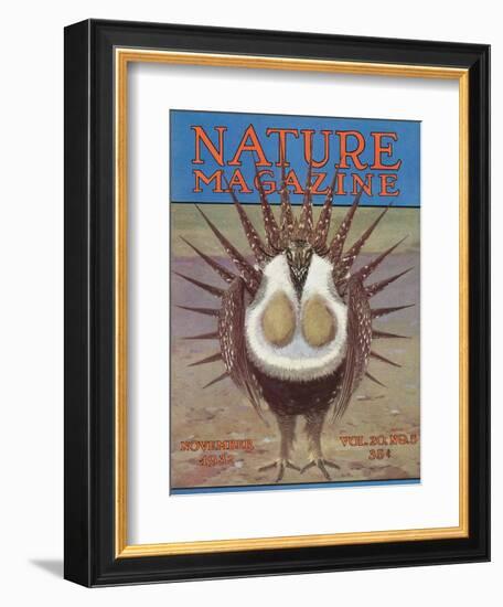 Nature Magazine - View of a Greater Sage-Grouse Bird All Puffed Up, c.1932-Lantern Press-Framed Art Print