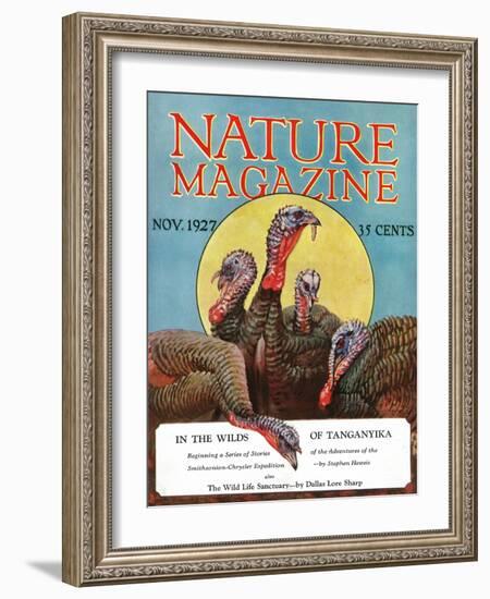 Nature Magazine - View of a Group of Turkeys, c.1927-Lantern Press-Framed Art Print