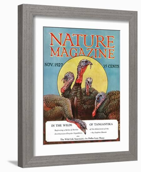 Nature Magazine - View of a Group of Turkeys, c.1927-Lantern Press-Framed Art Print