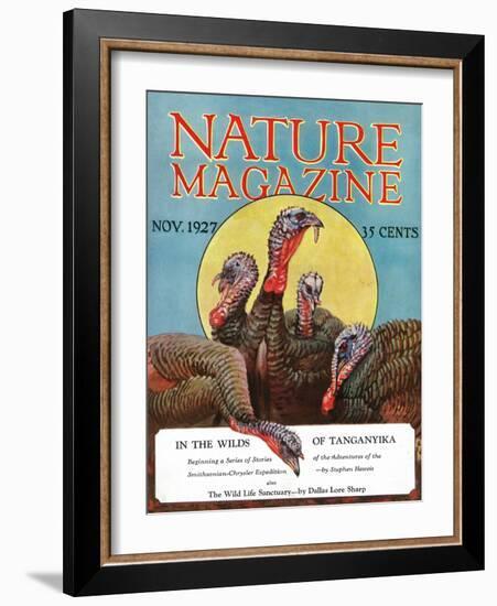 Nature Magazine - View of a Group of Turkeys, c.1927-Lantern Press-Framed Art Print