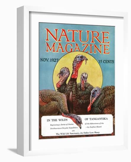 Nature Magazine - View of a Group of Turkeys, c.1927-Lantern Press-Framed Art Print