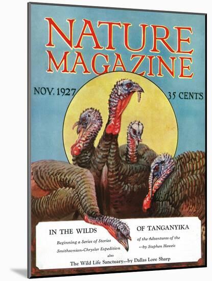 Nature Magazine - View of a Group of Turkeys, c.1927-Lantern Press-Mounted Art Print