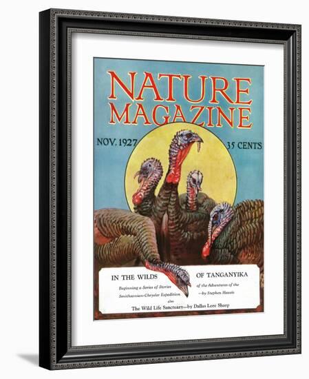 Nature Magazine - View of a Group of Turkeys, c.1927-Lantern Press-Framed Art Print