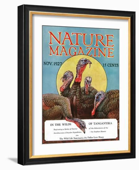 Nature Magazine - View of a Group of Turkeys, c.1927-Lantern Press-Framed Art Print