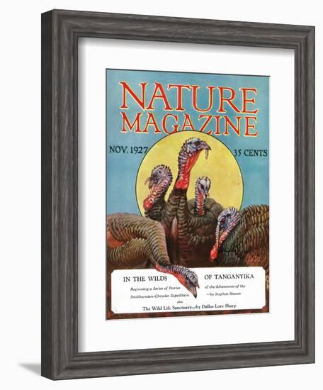 Nature Magazine - View of a Group of Turkeys, c.1927-Lantern Press-Framed Art Print