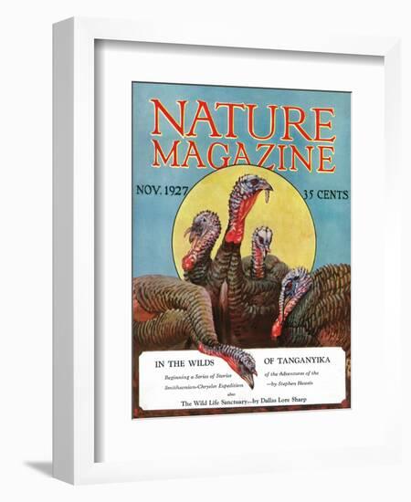 Nature Magazine - View of a Group of Turkeys, c.1927-Lantern Press-Framed Art Print