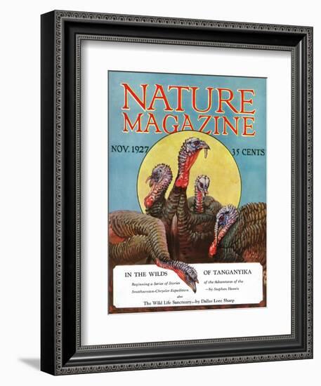 Nature Magazine - View of a Group of Turkeys, c.1927-Lantern Press-Framed Art Print