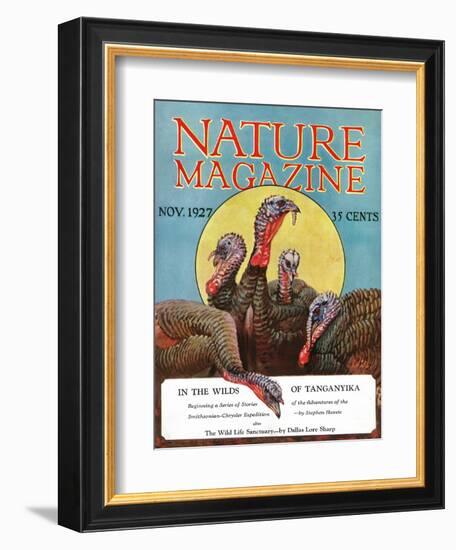 Nature Magazine - View of a Group of Turkeys, c.1927-Lantern Press-Framed Art Print