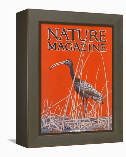 Nature Magazine - View of a Ibis in a Marsh, c.1926-Lantern Press-Framed Stretched Canvas