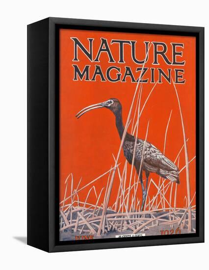 Nature Magazine - View of a Ibis in a Marsh, c.1926-Lantern Press-Framed Stretched Canvas