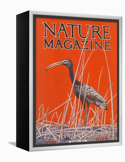 Nature Magazine - View of a Ibis in a Marsh, c.1926-Lantern Press-Framed Stretched Canvas