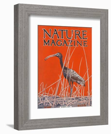 Nature Magazine - View of a Ibis in a Marsh, c.1926-Lantern Press-Framed Art Print