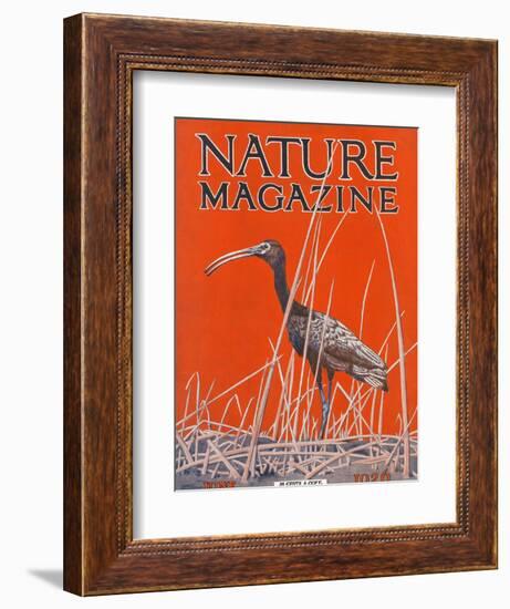 Nature Magazine - View of a Ibis in a Marsh, c.1926-Lantern Press-Framed Art Print