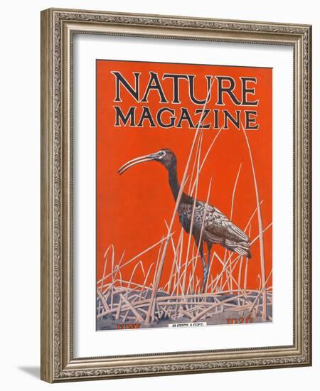 Nature Magazine - View of a Ibis in a Marsh, c.1926-Lantern Press-Framed Art Print