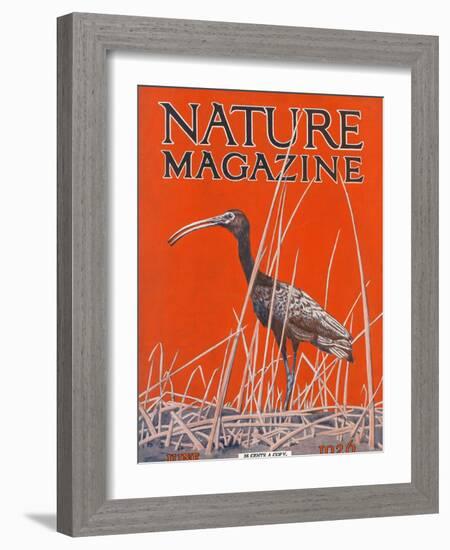 Nature Magazine - View of a Ibis in a Marsh, c.1926-Lantern Press-Framed Art Print