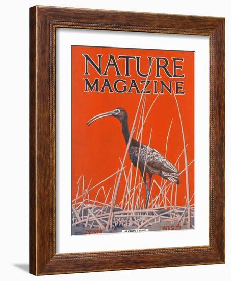 Nature Magazine - View of a Ibis in a Marsh, c.1926-Lantern Press-Framed Art Print