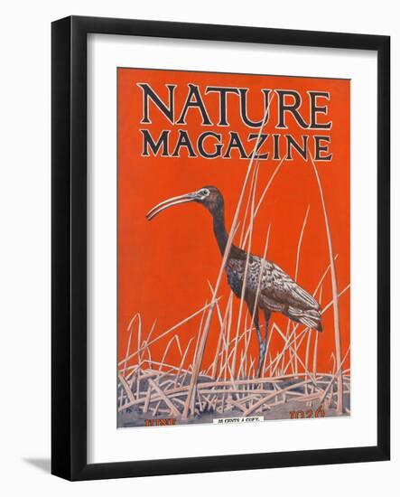 Nature Magazine - View of a Ibis in a Marsh, c.1926-Lantern Press-Framed Art Print