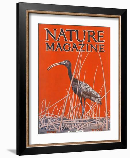 Nature Magazine - View of a Ibis in a Marsh, c.1926-Lantern Press-Framed Art Print