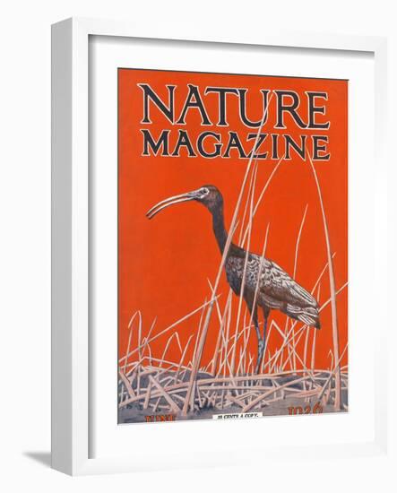 Nature Magazine - View of a Ibis in a Marsh, c.1926-Lantern Press-Framed Art Print