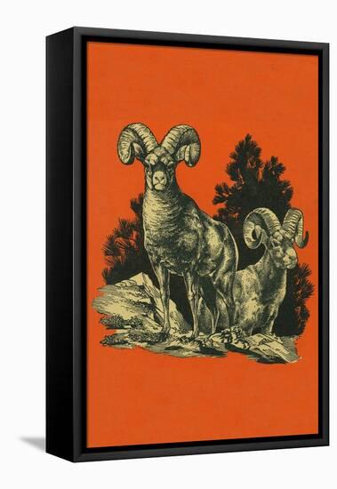 Nature Magazine - View of Long Horned Sheep, c.1948-Lantern Press-Framed Stretched Canvas