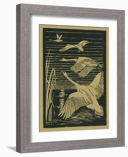 Nature Magazine - View of Swans Taking Flight, c.1938-Lantern Press-Framed Art Print