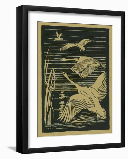Nature Magazine - View of Swans Taking Flight, c.1938-Lantern Press-Framed Art Print